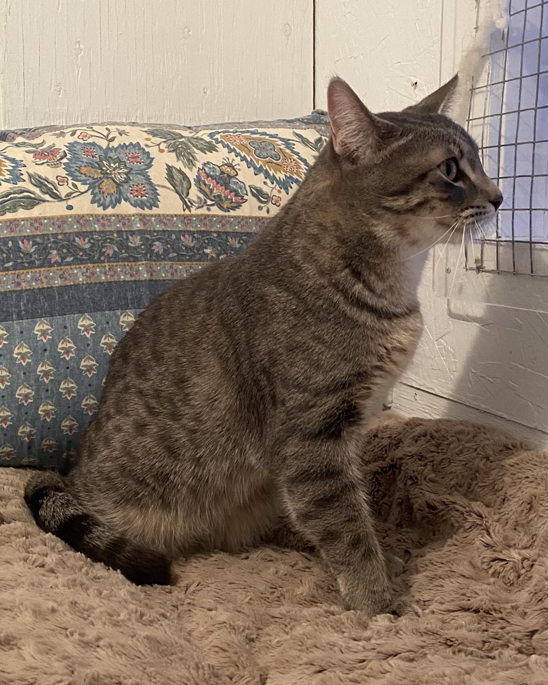 Enlarge Pino, a ADOPTABLE Tabby in Stanstead, QC image 5/6