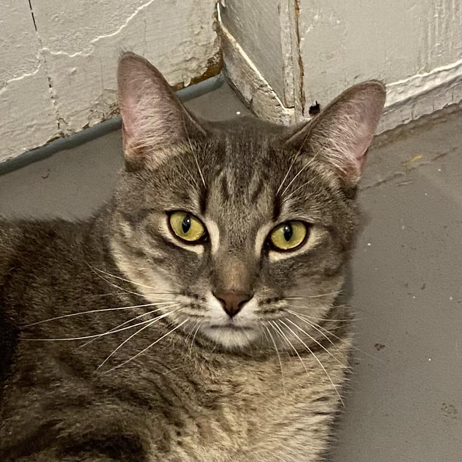 Pino, ADOPTABLE, Adult Male Tabby.
