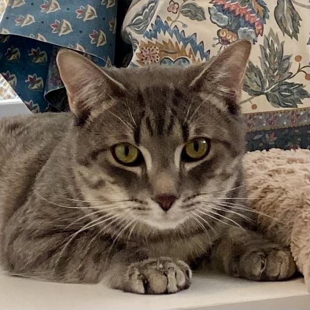 Enlarge Pino, a ADOPTABLE Tabby in Stanstead, QC image 1/6