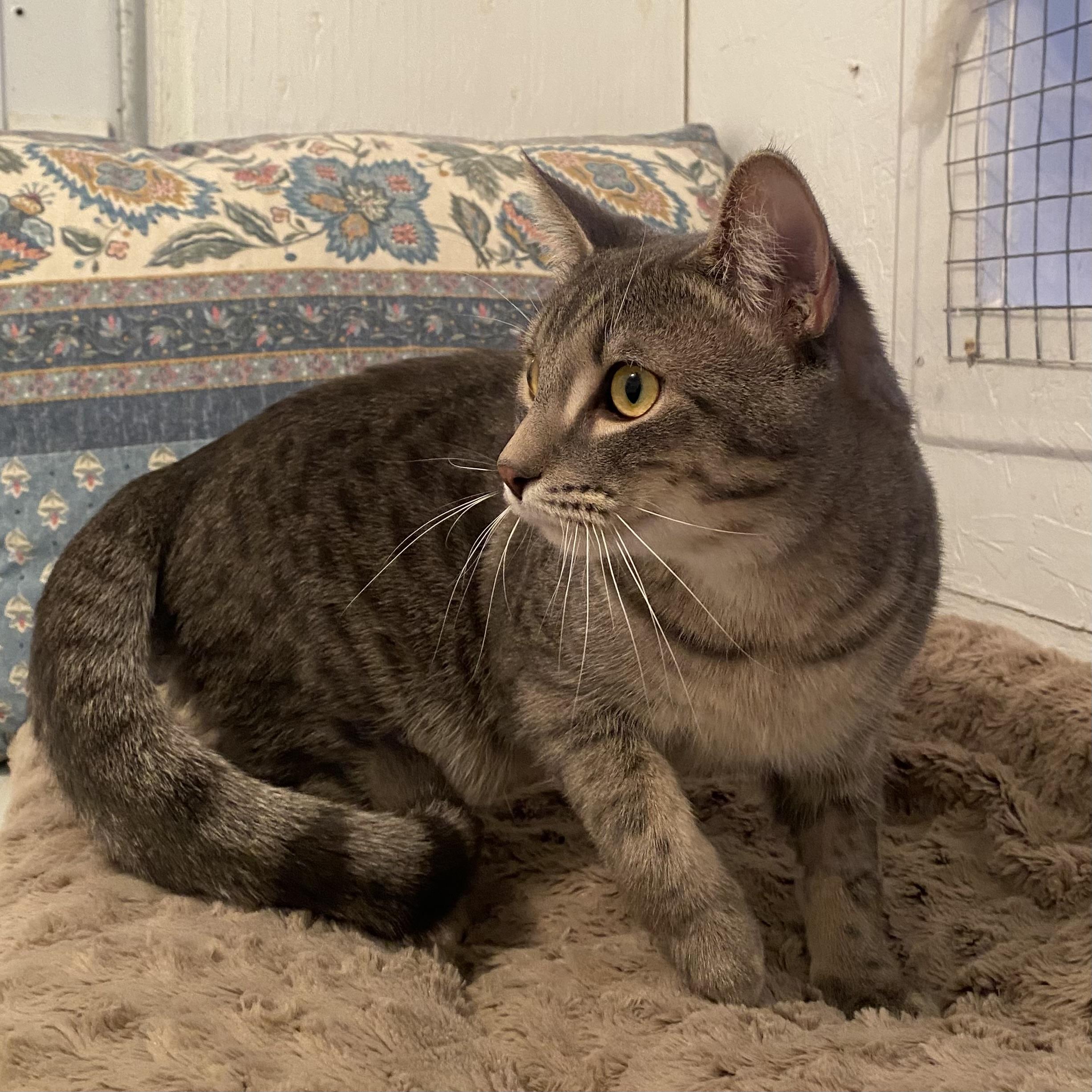 Enlarge Pino, a ADOPTABLE Tabby in Stanstead, QC image 4/6