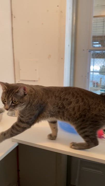 Enlarge Pino, a ADOPTABLE Tabby in Stanstead, QC video 2/6