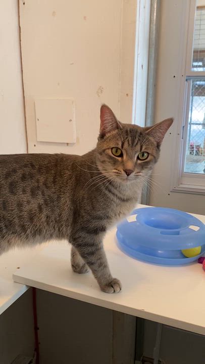 Enlarge Pino, a ADOPTABLE Tabby in Stanstead, QC video 3/6