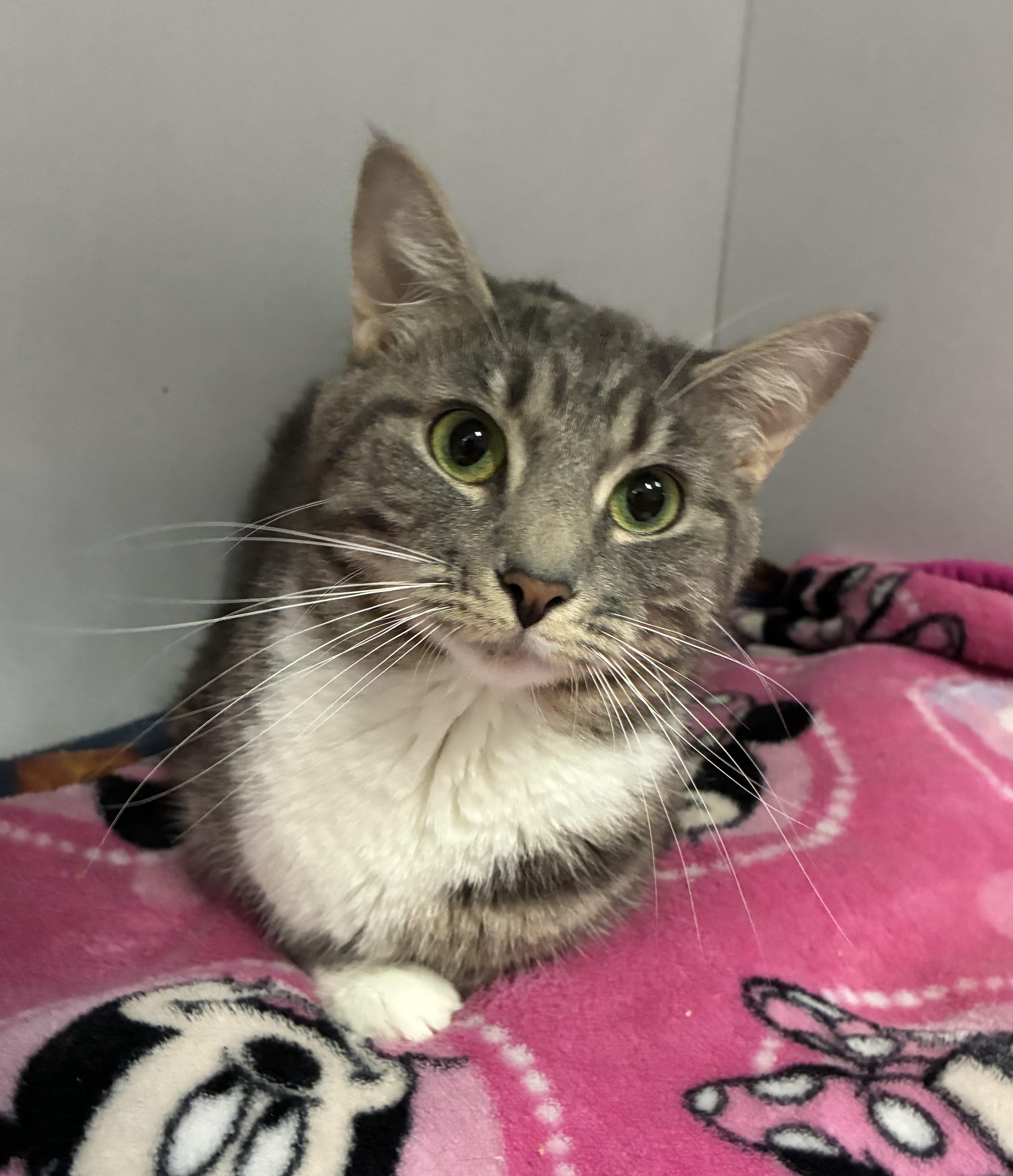 Cortina, a ADOPTABLE Domestic Short Hair in Breinigsville, PA image 2/2