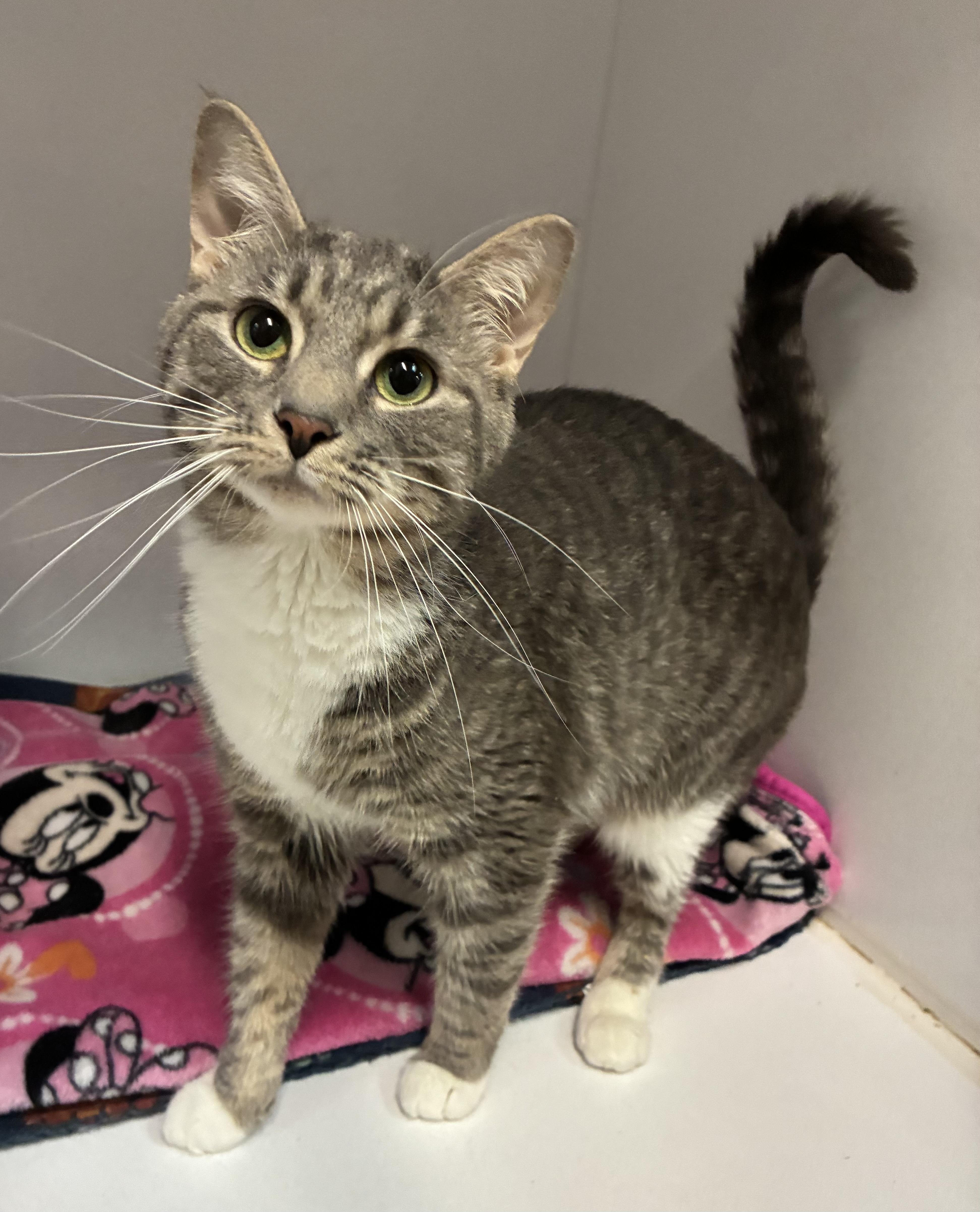 Cortina, a ADOPTABLE Domestic Short Hair in Breinigsville, PA image 1/2