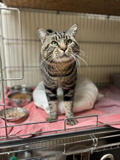 Rev, Adoptable, Adult Male Tabby.