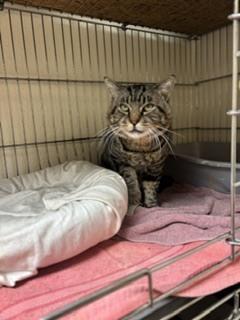 Enlarge Rev, a Adoptable Tabby in Page, AZ image 2/4