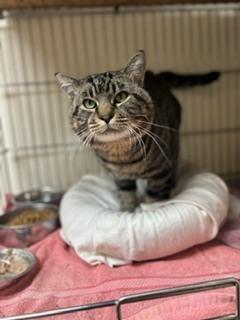 Enlarge Rev, a Adoptable Tabby in Page, AZ image 3/4
