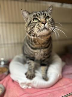 Enlarge Rev, a Adoptable Tabby in Page, AZ image 4/4