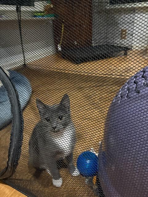 Kittens For Adoptions, ADOPTABLE, Kitten Female Domestic Short Hair.