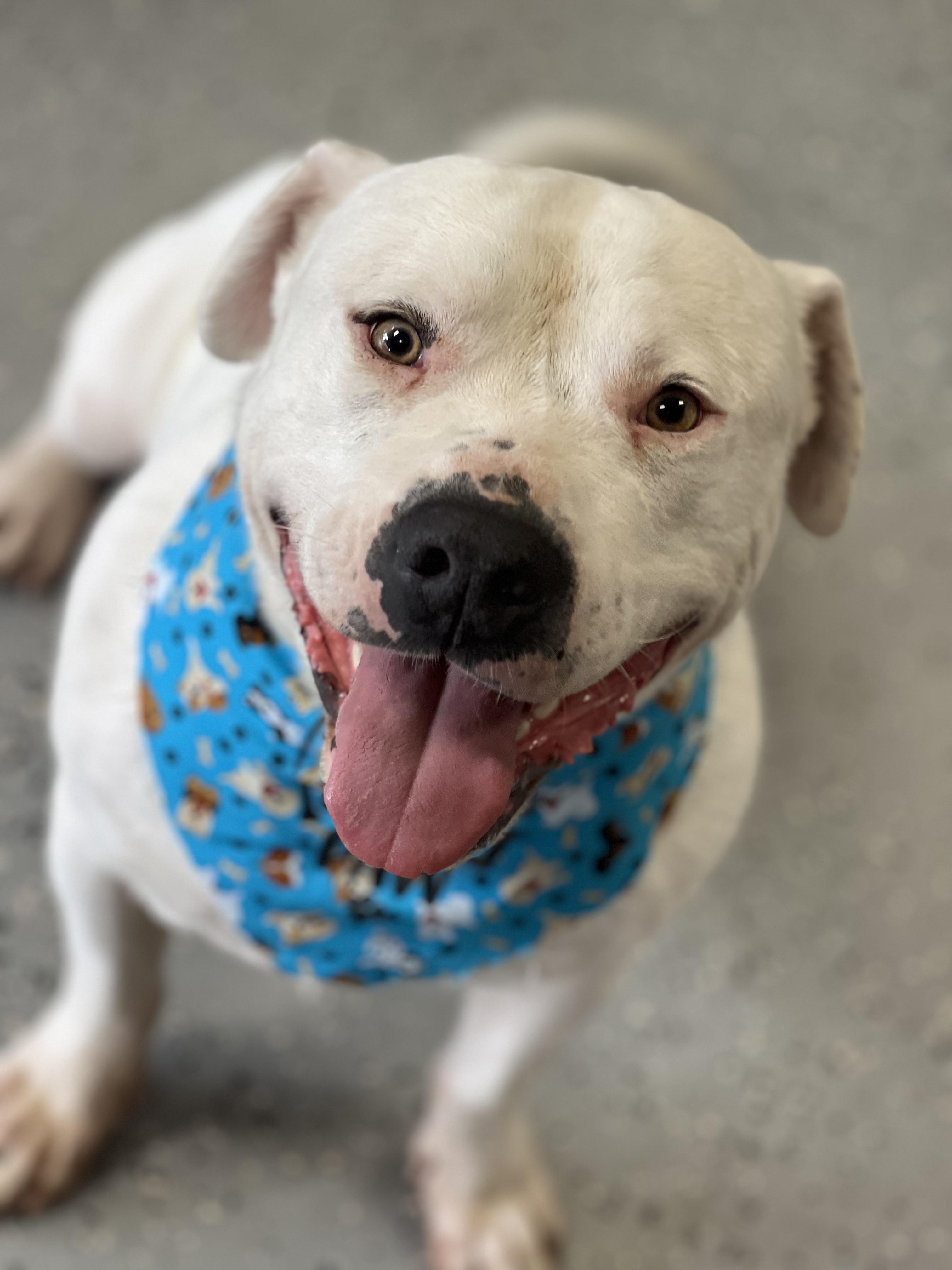 Frosty, Adult Male Mixed Breed