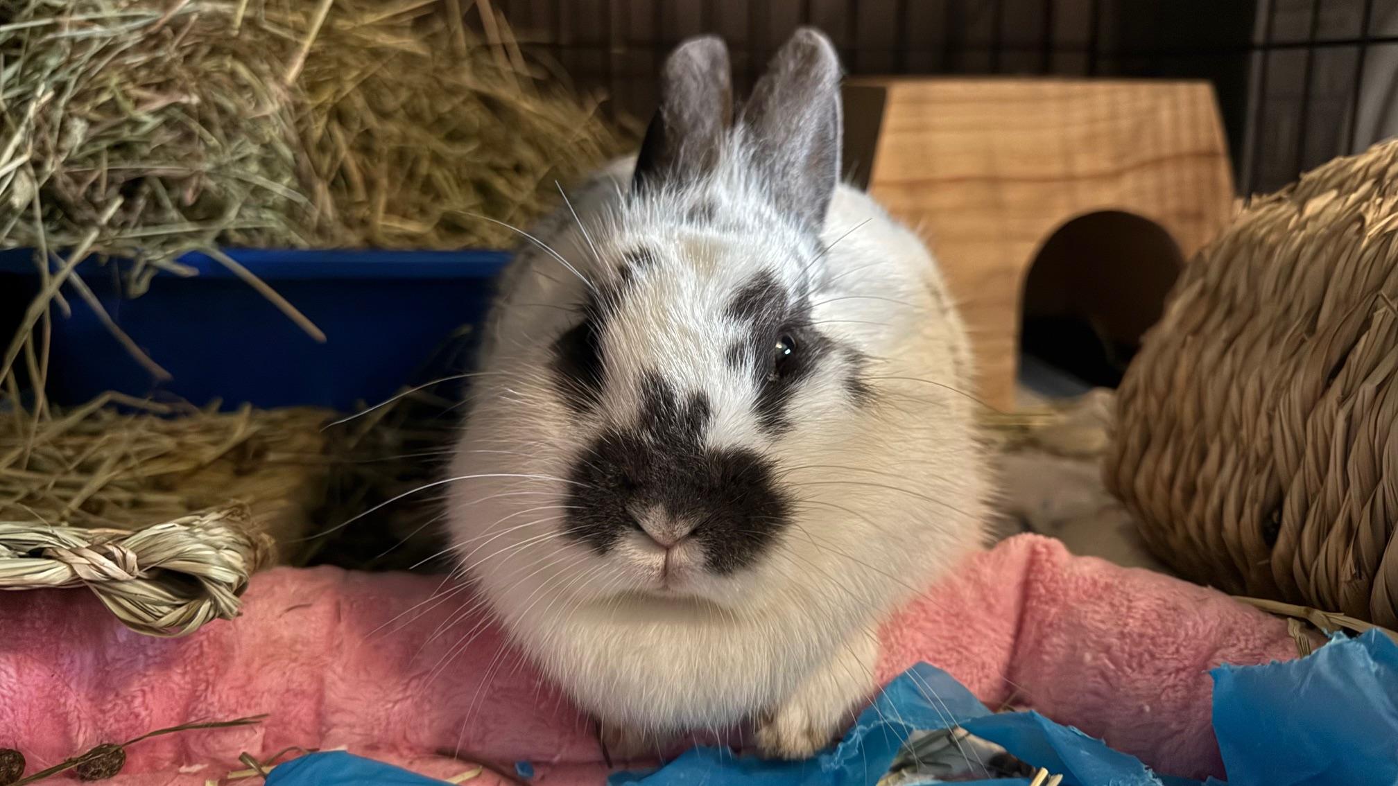 Enlarge Junie, an adoptable mixed breed in Philadelphia, PA image 1/3