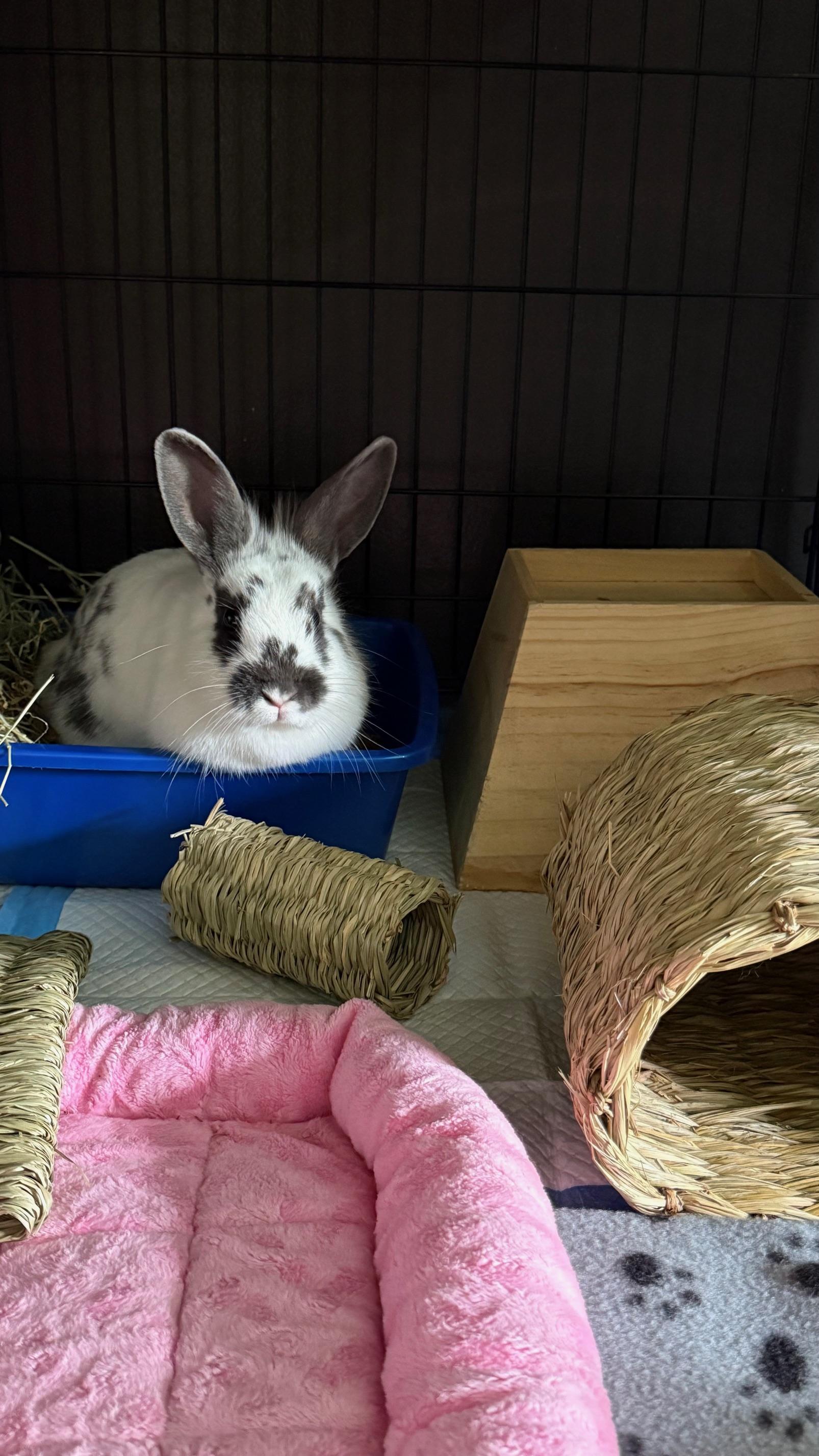 Enlarge Junie, an adoptable mixed breed in Philadelphia, PA image 3/3