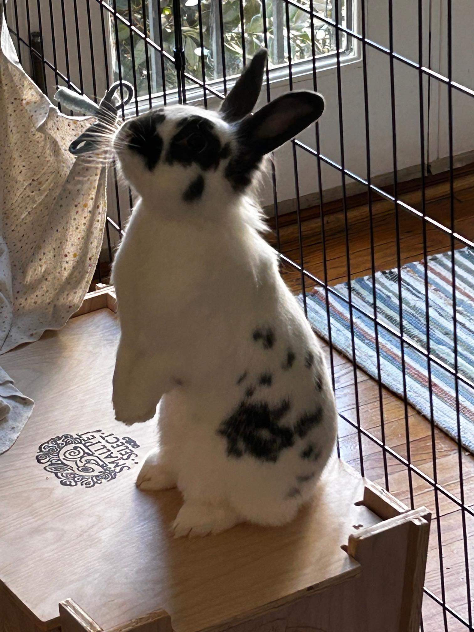 Junie, adoptable, Young Female Lionhead & English Spot.