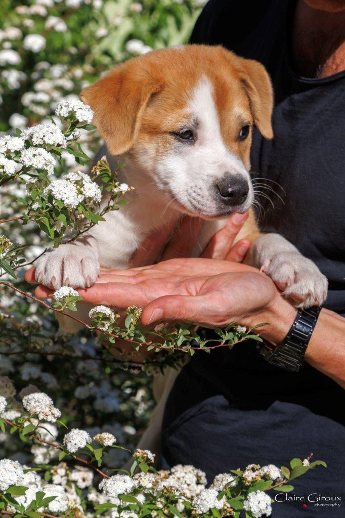 Leon, Adoptable, Young Male Mixed Breed.