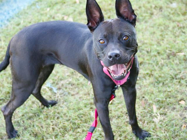 Enlarge TWITCH, a Adoptable mixed breed in Tallahassee, FL image 1/1