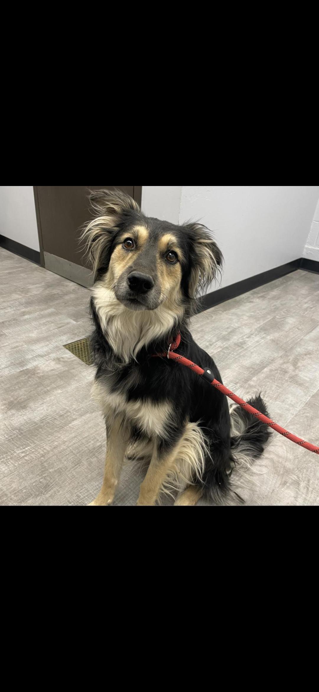 Lance, ADOPTABLE, Adult Male Australian Shepherd.
