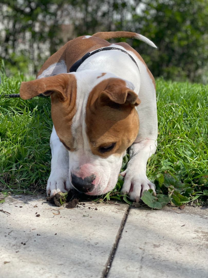 Uncle Rico KF, an adoptable Pit Bull Terrier, Boxer in Seattle, WA, 98106 | Photo Image 4