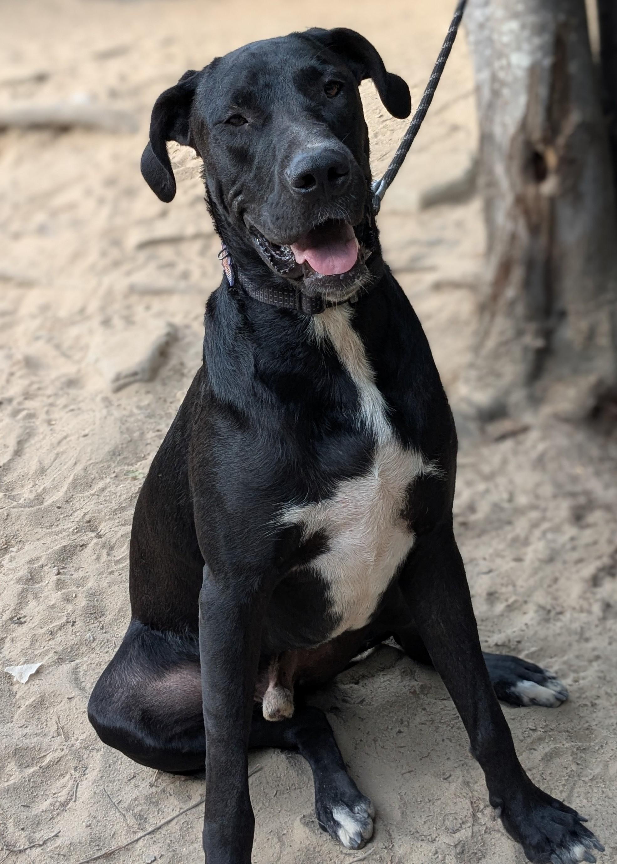 Ranger, a Adopted mixed breed in Patrick, SC image 3/3