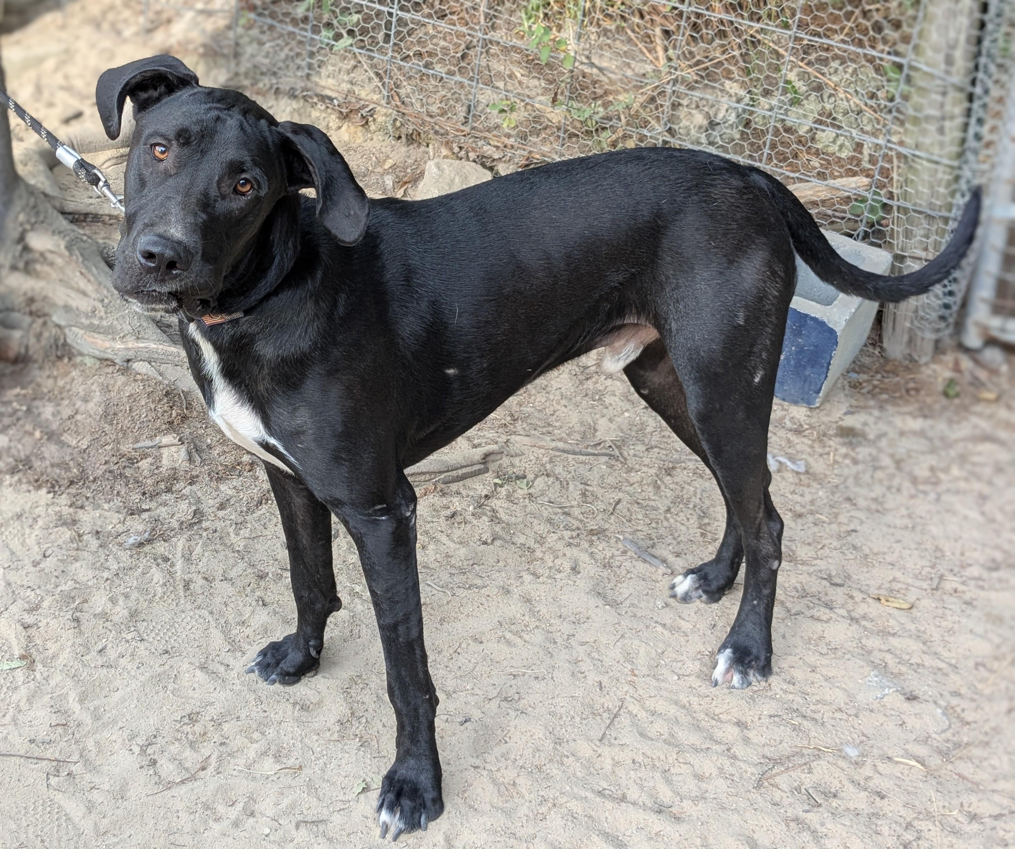 Ranger, a Adopted mixed breed in Patrick, SC image 1/3