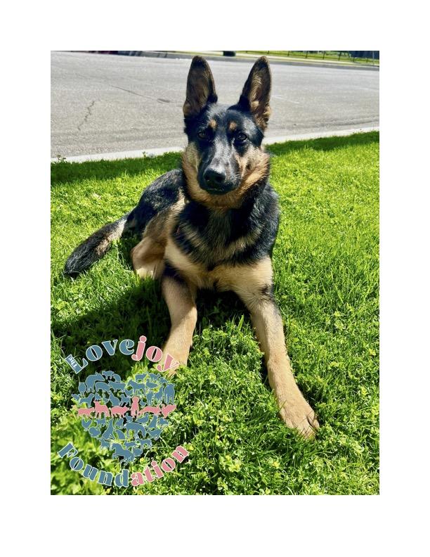 Whitney COH German Shepherd Dog Dog