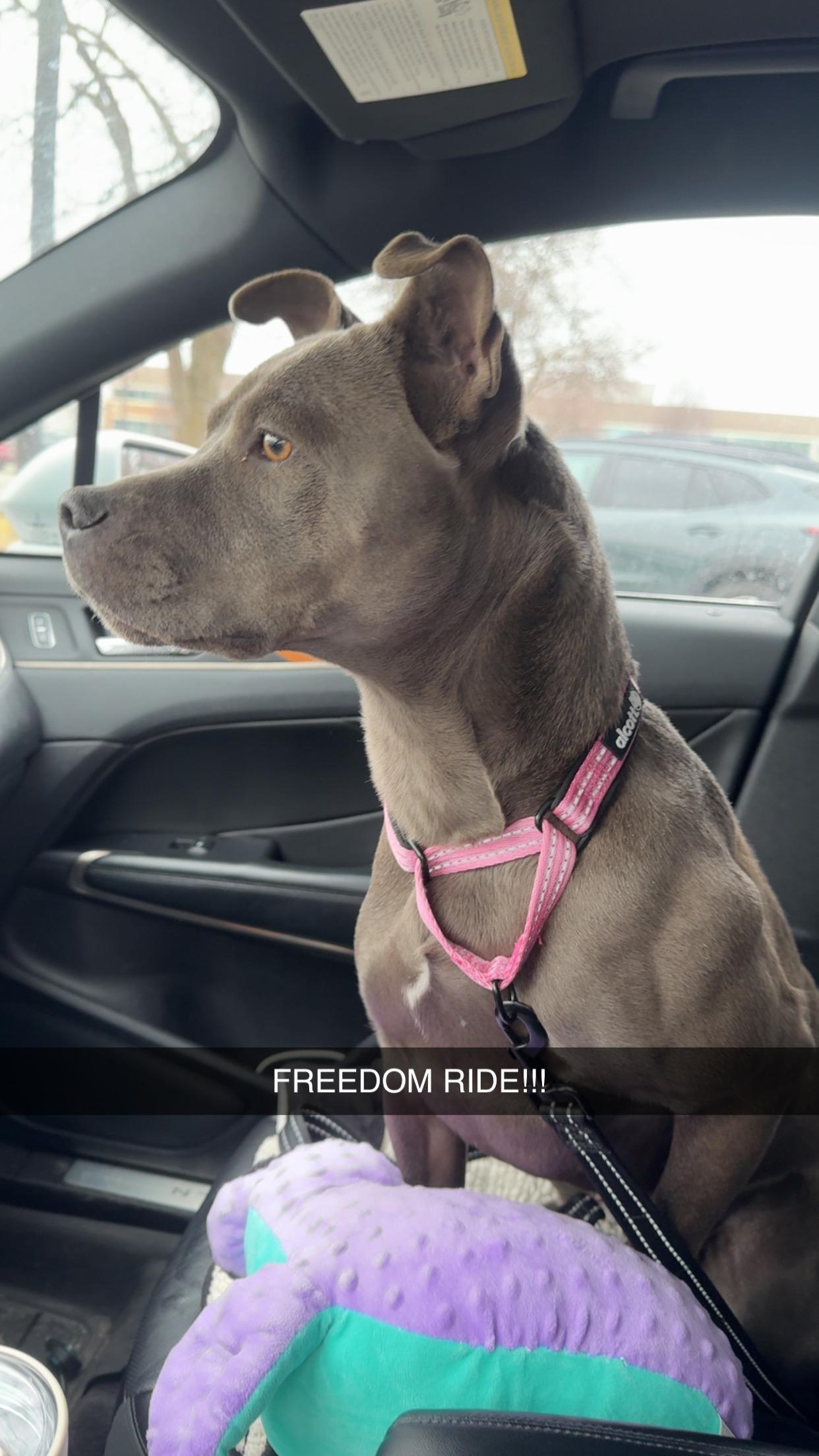 Minni (Luna), Adopted, Young Female Pit Bull Terrier.