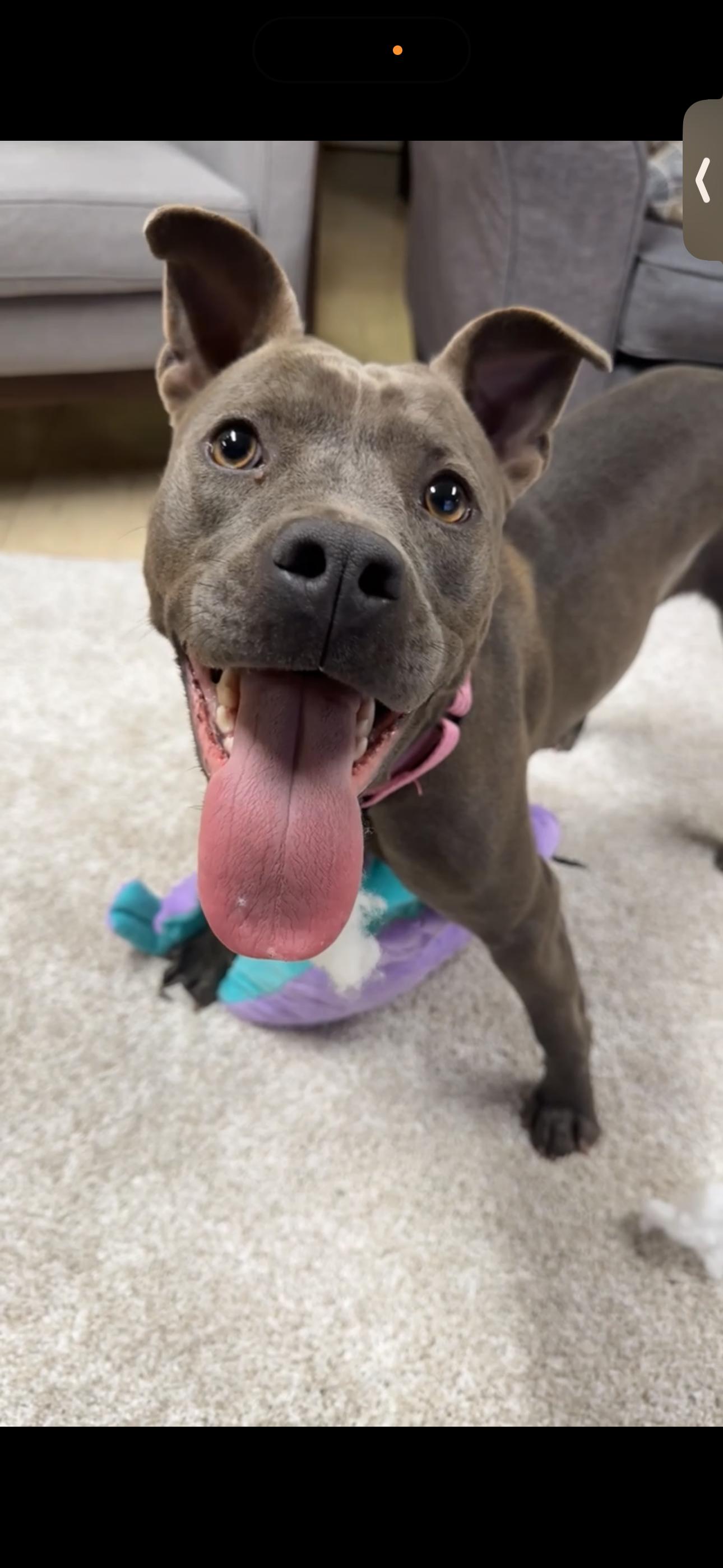 Enlarge Minni (Luna), a Adopted mixed breed in St. Clair Shores, MI image 2/5