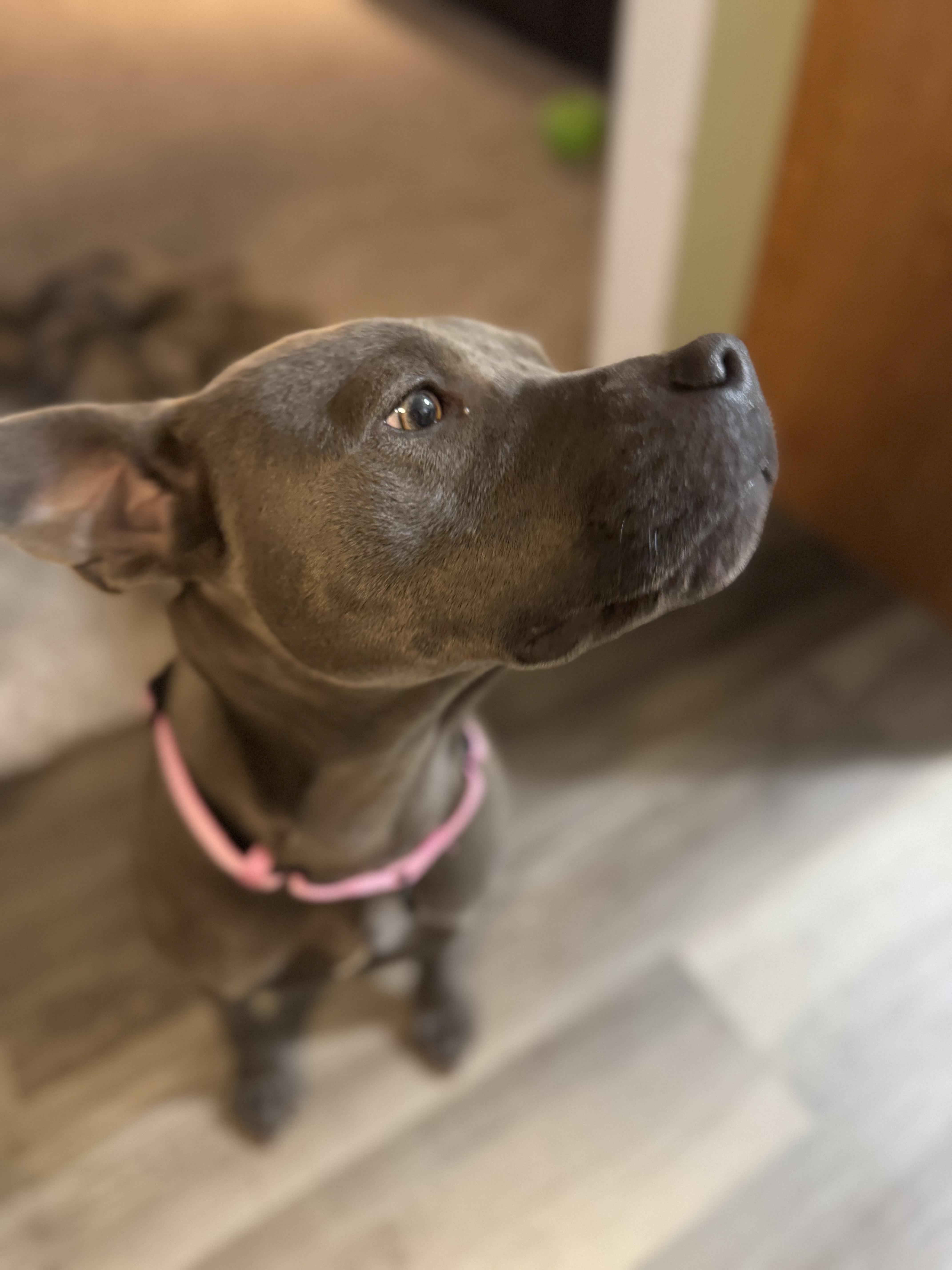 Enlarge Minni (Luna), a Adopted mixed breed in St. Clair Shores, MI image 3/5