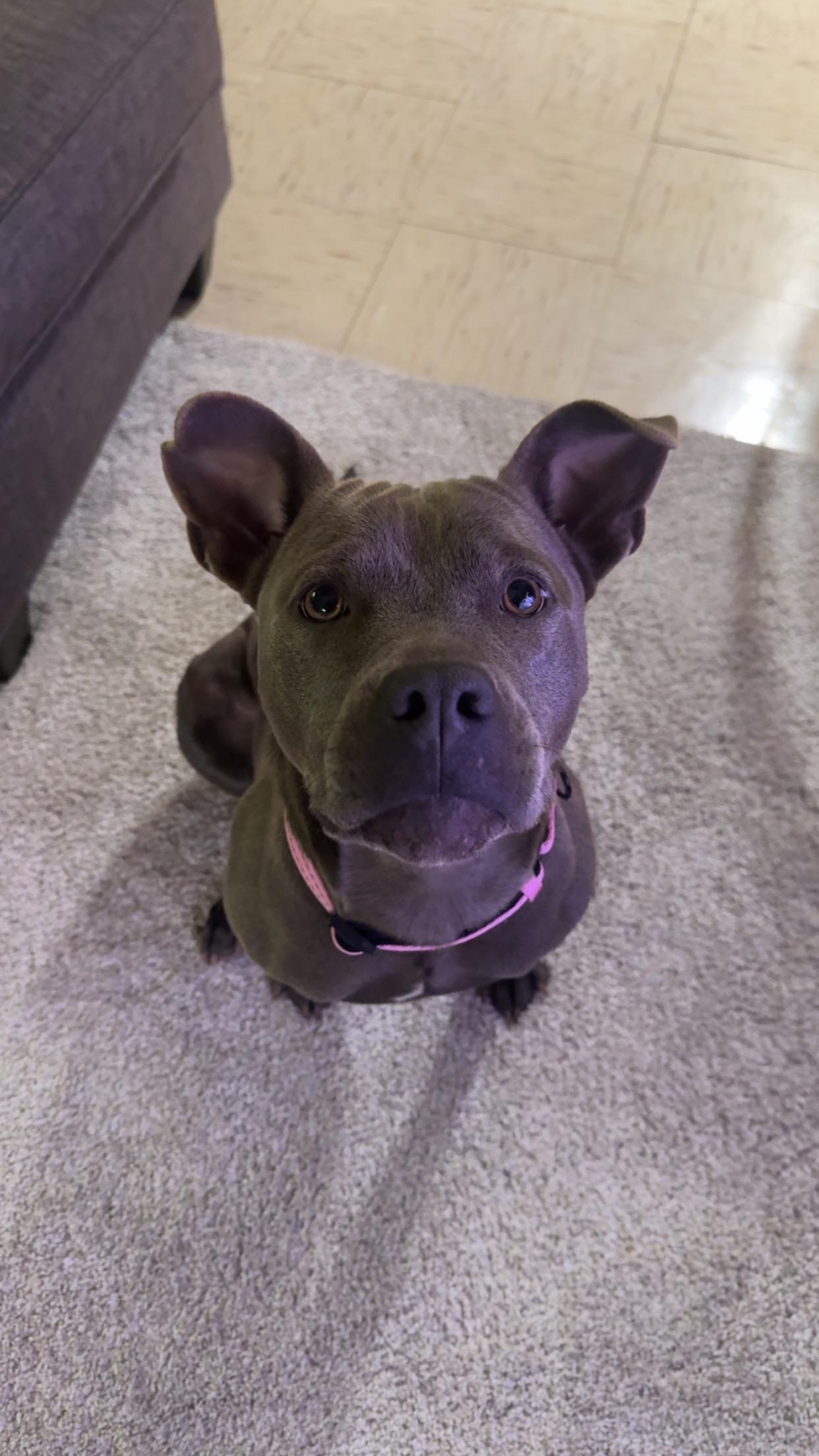 Enlarge Minni (Luna), a Adopted mixed breed in St. Clair Shores, MI image 4/5