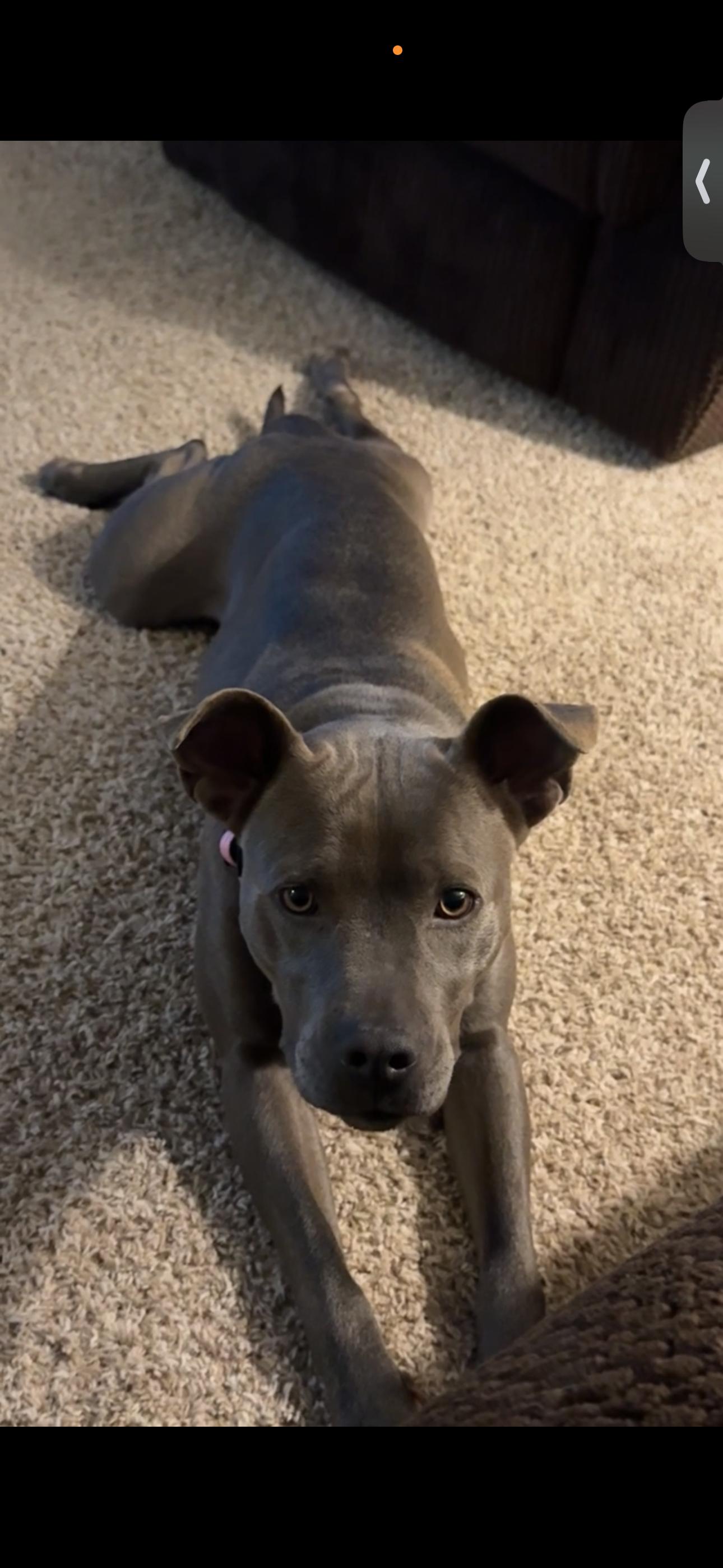 Enlarge Minni (Luna), a Adopted mixed breed in St. Clair Shores, MI image 5/5