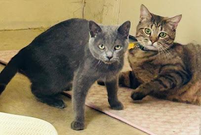 Blu & Rainbow *Bonded Pair*