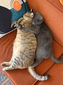 Blu & Rainbow *Bonded Pair*