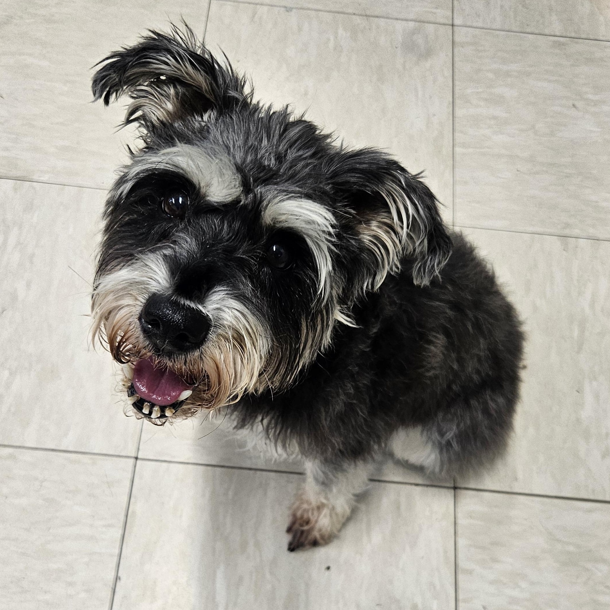 Enlarge Leila, an adopted Miniature Schnauzer in The Dalles, OR image 1/1