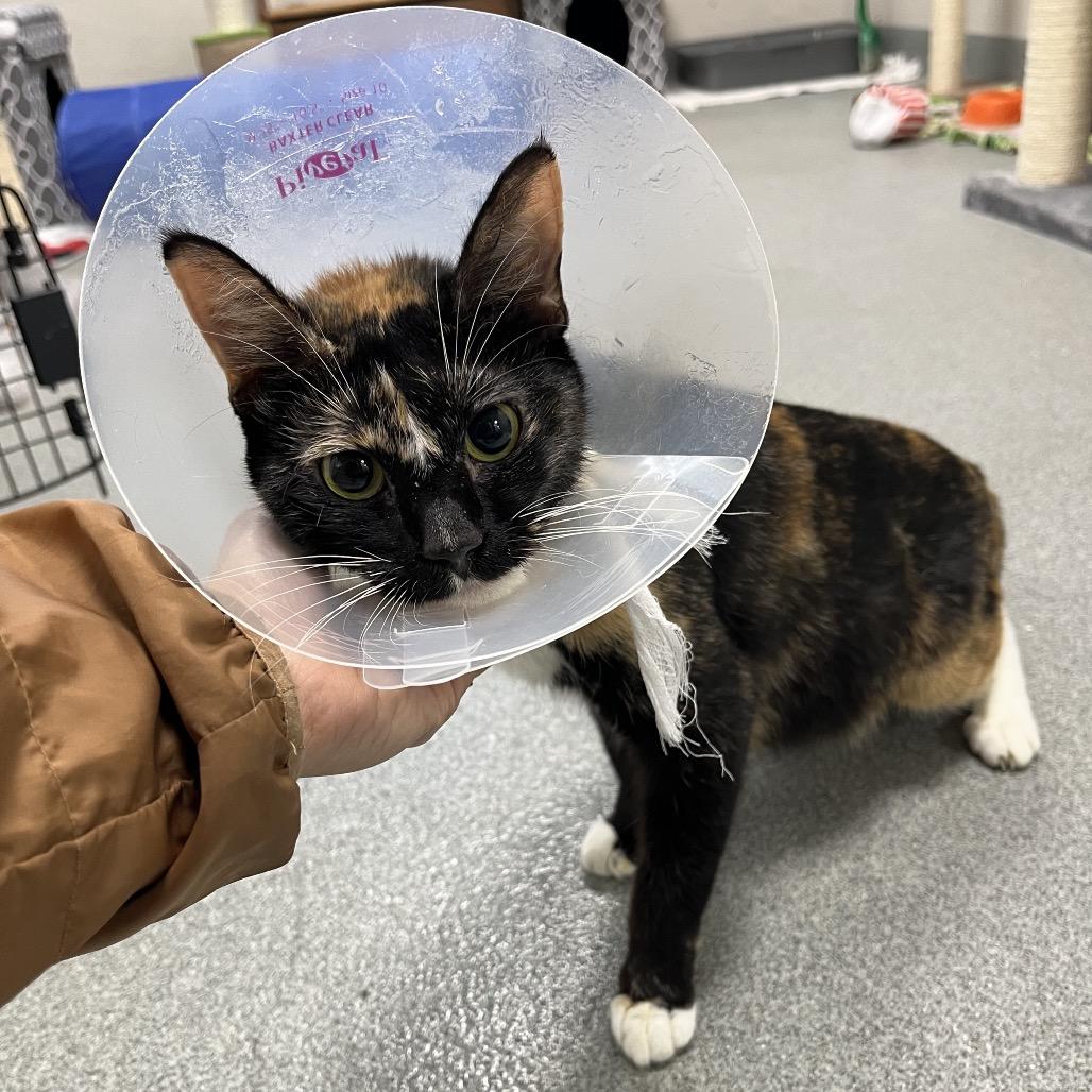 Janice — thumbnail 2