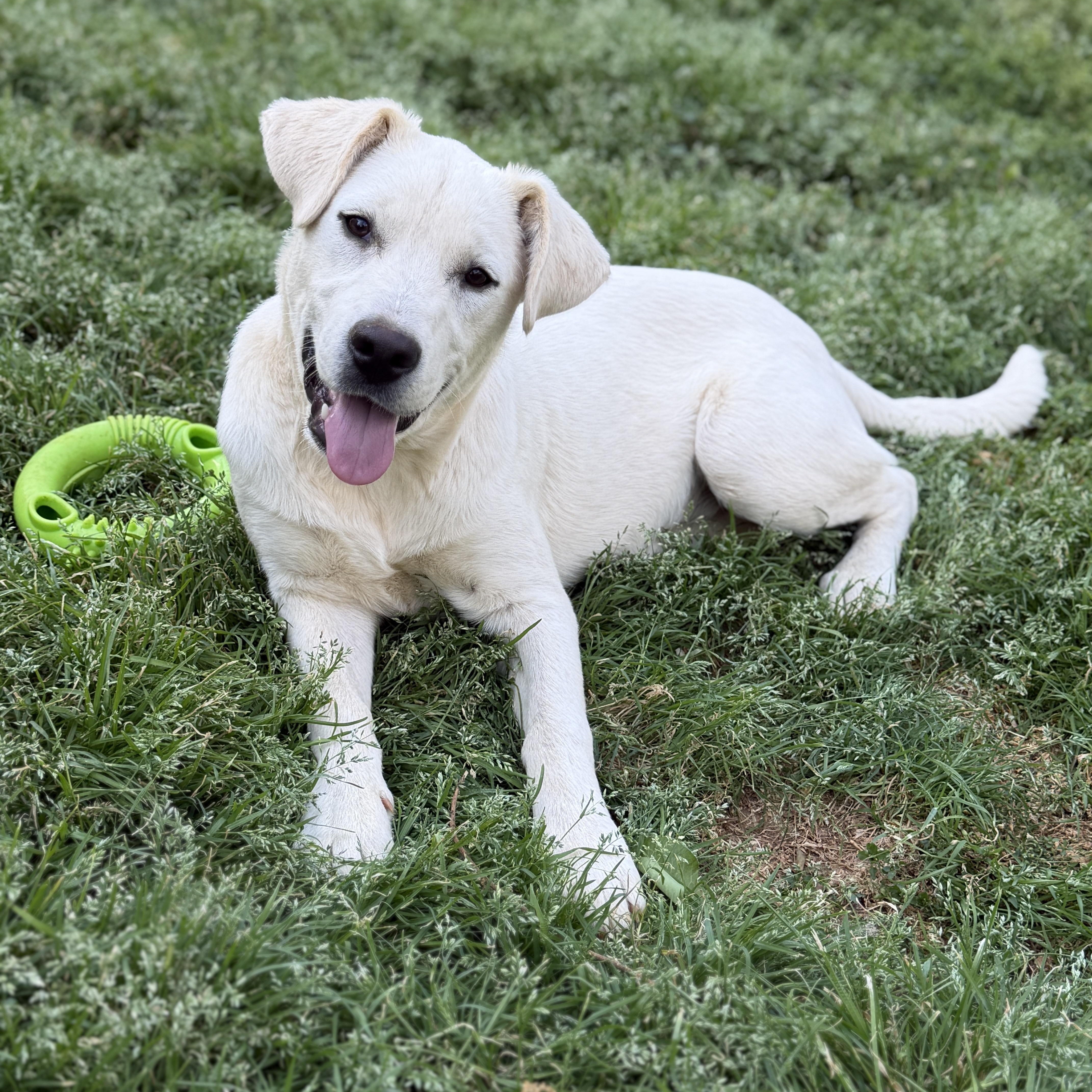 Enlarge Dutch, a Adoptable mixed breed in Griswold , CT image 3/4