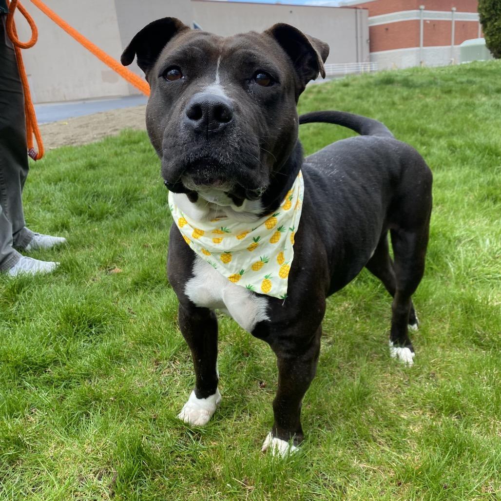 Enlarge Kekoa, a Adoptable Mixed Breed in Spokane, WA image 1/6