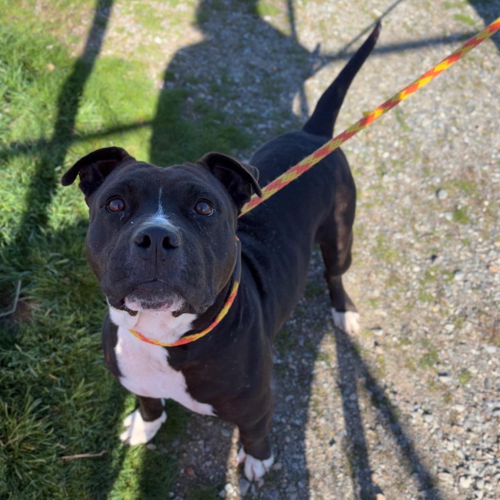 Enlarge Kekoa, a Adoptable Mixed Breed in Spokane, WA image 2/6