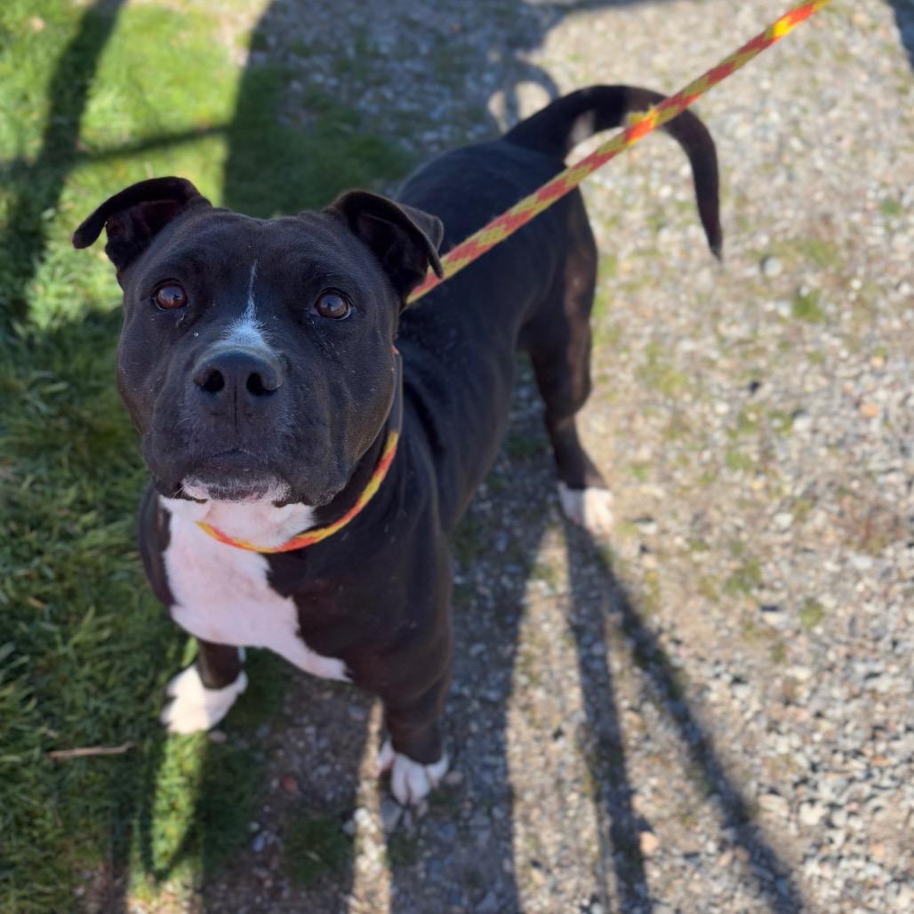 Enlarge Kekoa, a Adoptable Mixed Breed in Spokane, WA image 3/6