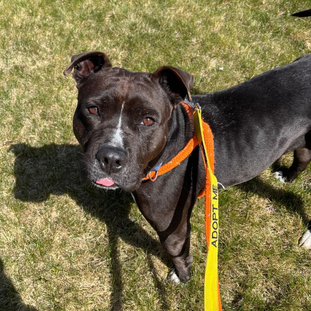 Enlarge Kekoa, a Adoptable Mixed Breed in Spokane, WA image 4/6