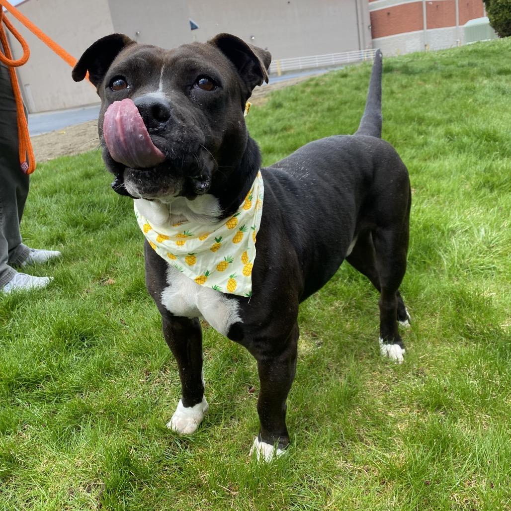 Enlarge Kekoa, a Adoptable Mixed Breed in Spokane, WA image 5/6