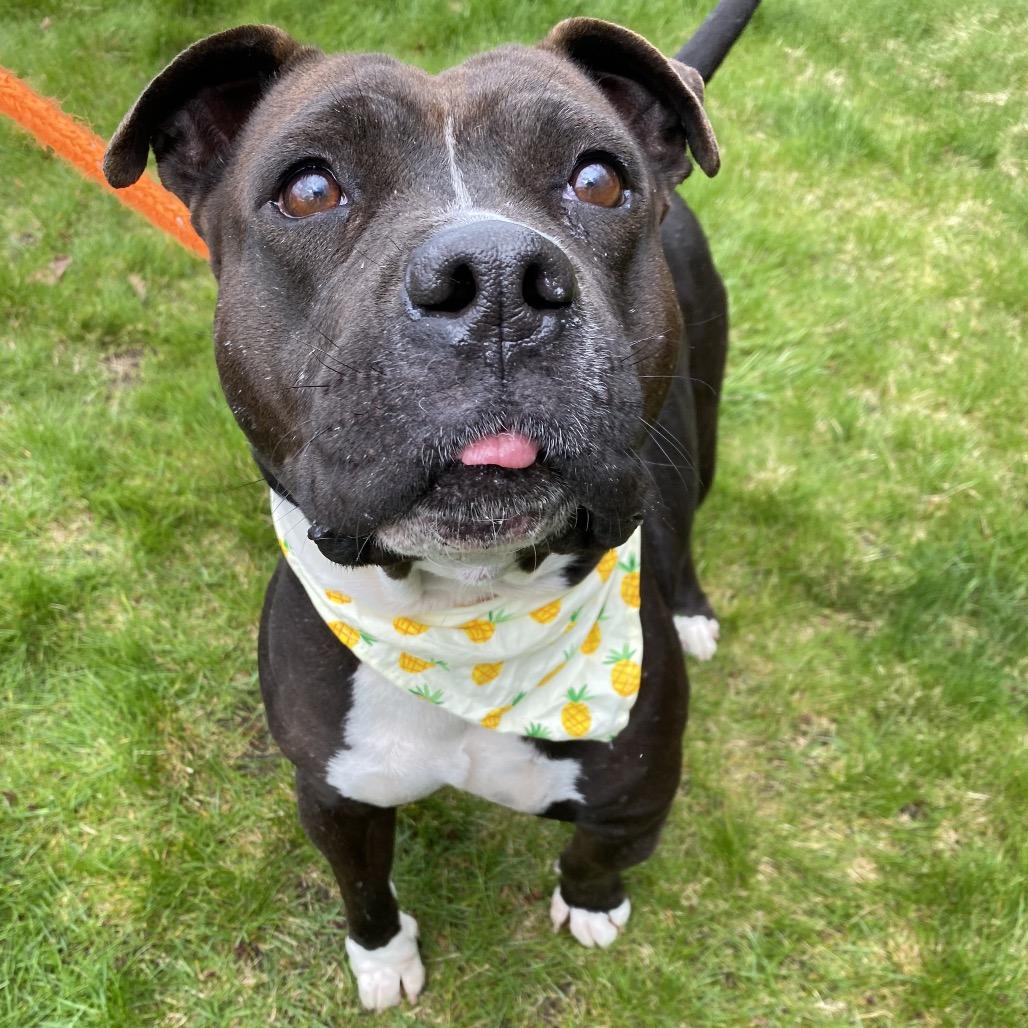 Enlarge Kekoa, a Adoptable Mixed Breed in Spokane, WA image 6/6