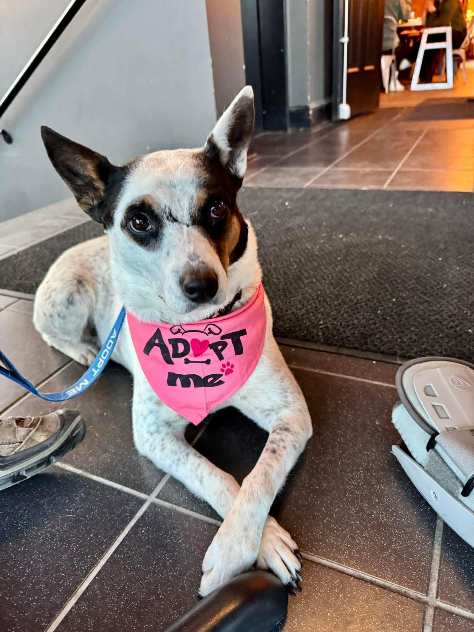 Cali , Adoptable, Adult Female Mixed Breed.