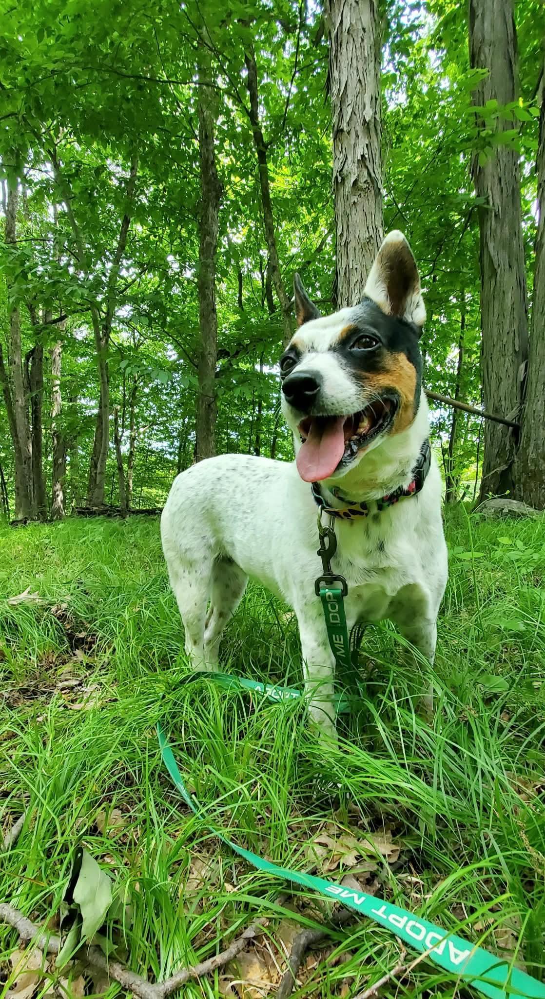 Cali , Adoptable, Adult Female Rat Terrier.