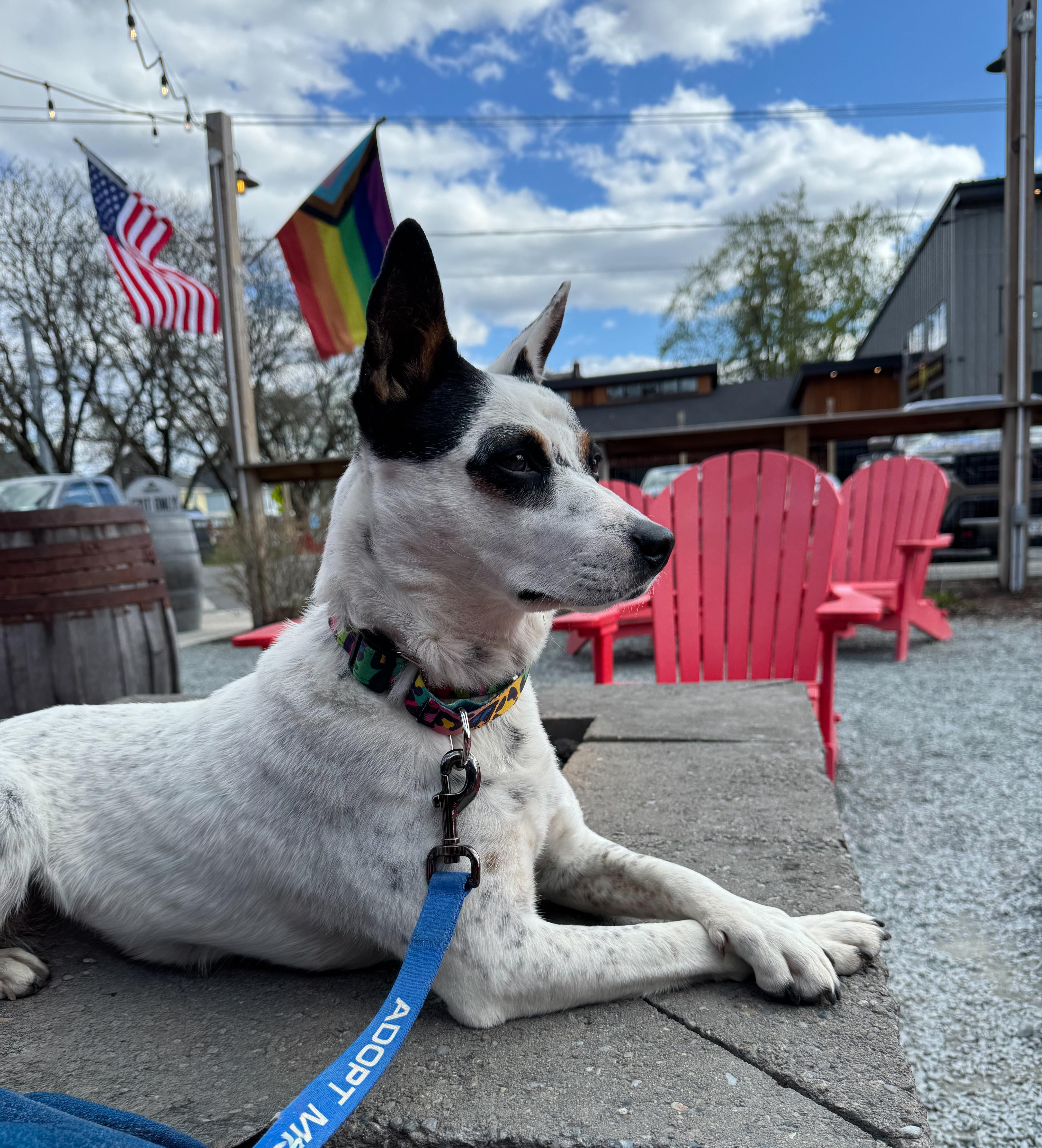 Enlarge Cali , a Adoptable mixed breed in Argyle, NY image 2/6
