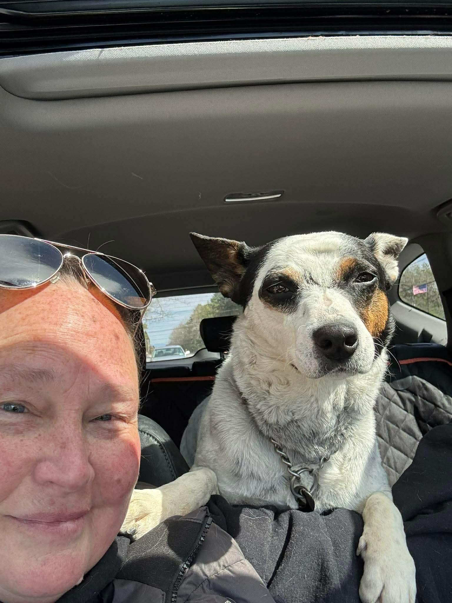 Enlarge Cali , a Adoptable Mixed Breed in Argyle, NY image 5/6