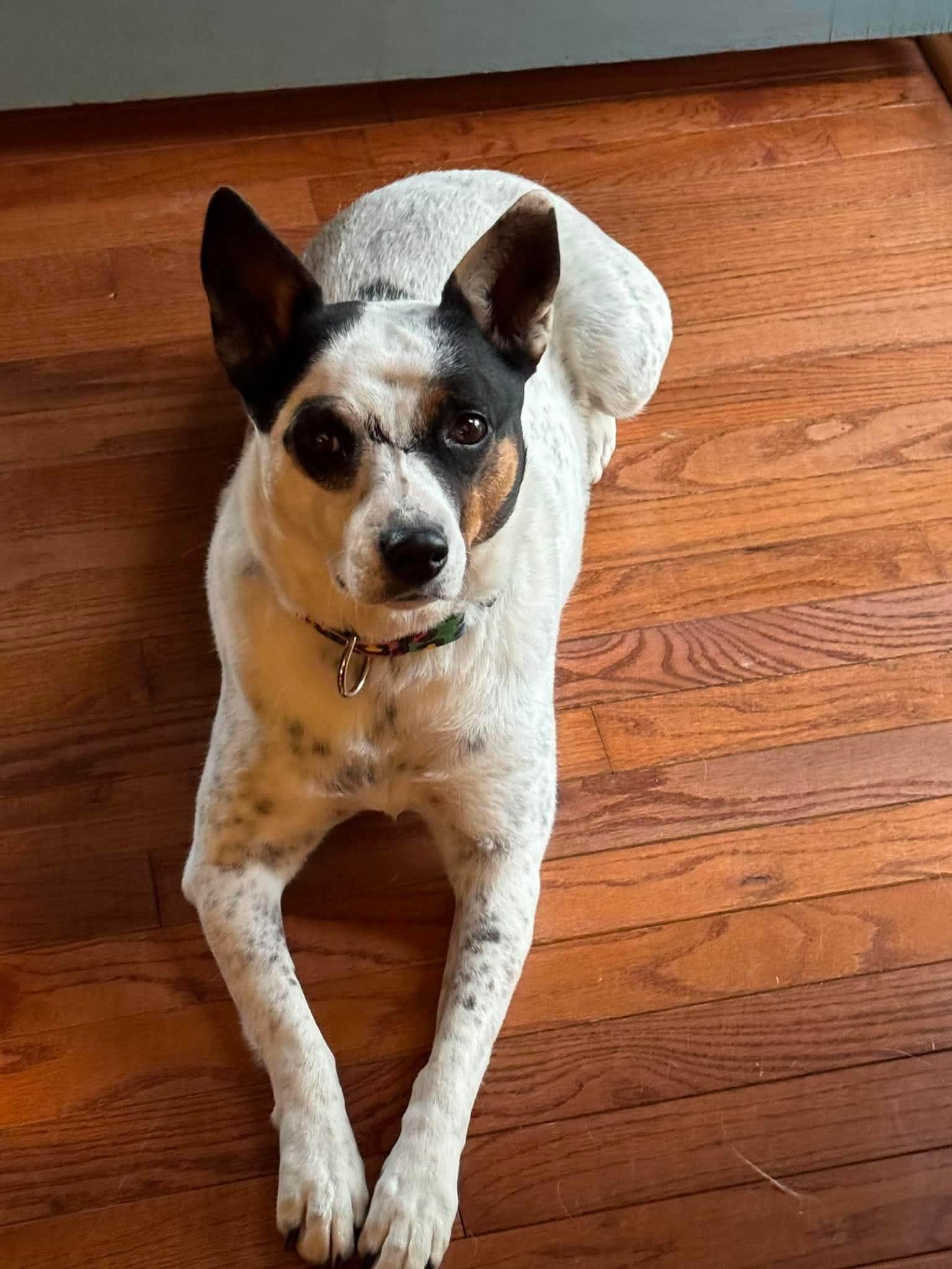 Cali , Adoptable, Adult Female Rat Terrier.