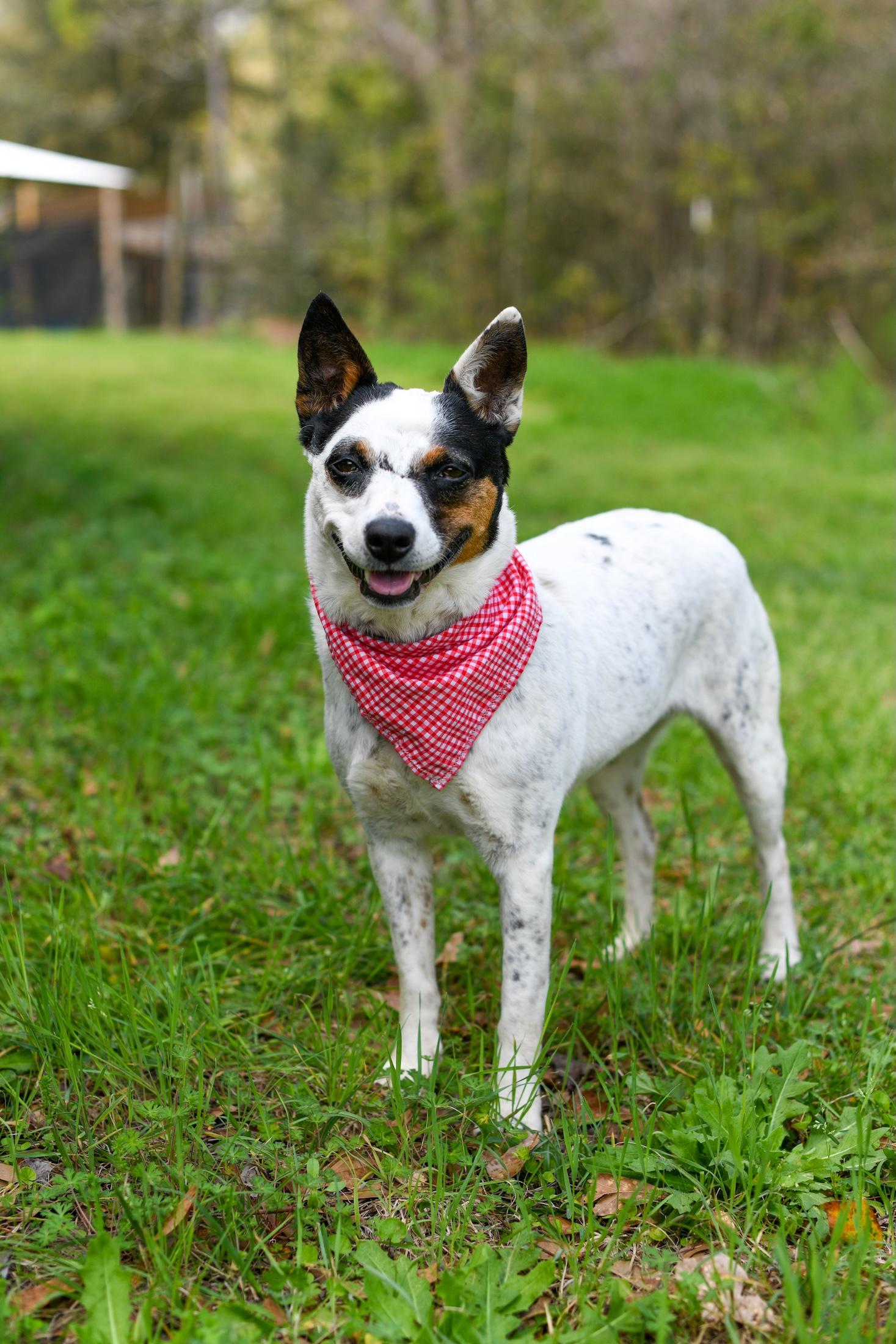 Enlarge Cali , a Adoptable Mixed Breed in Argyle, NY image 2/6