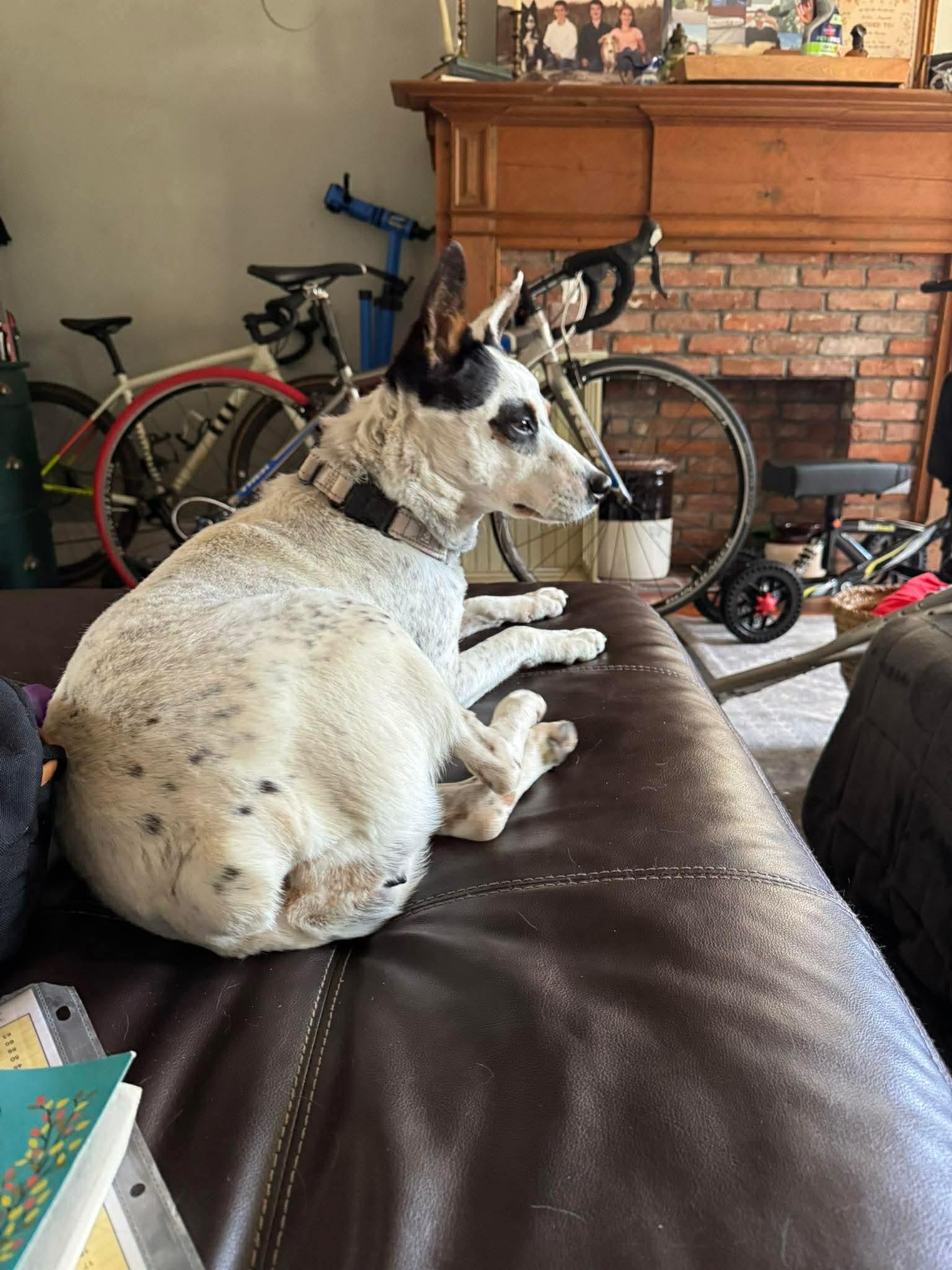 Enlarge Cali , a Adoptable Mixed Breed in Argyle, NY image 6/6