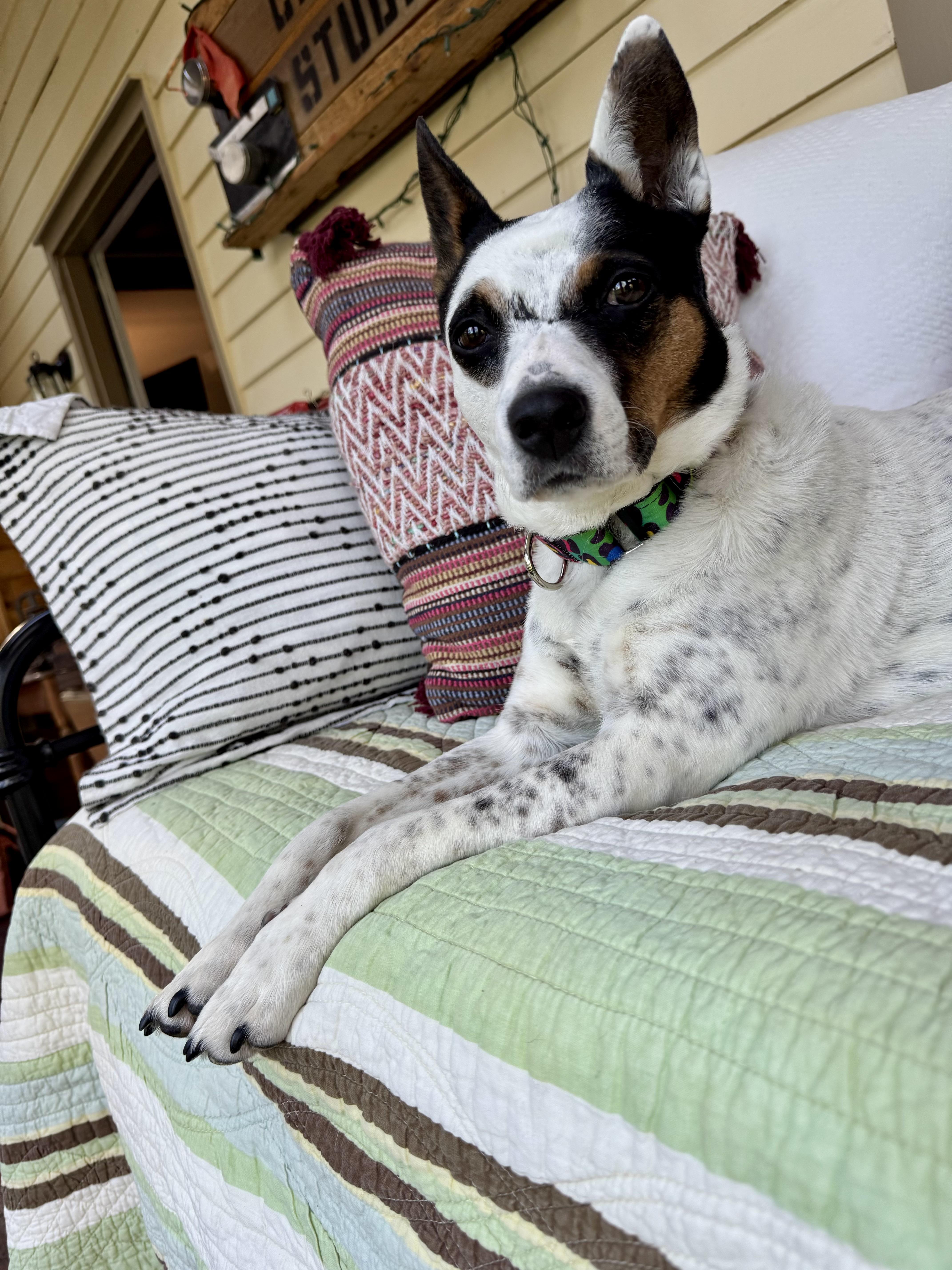 Enlarge Cali , a Adoptable mixed breed in Argyle, NY image 4/6