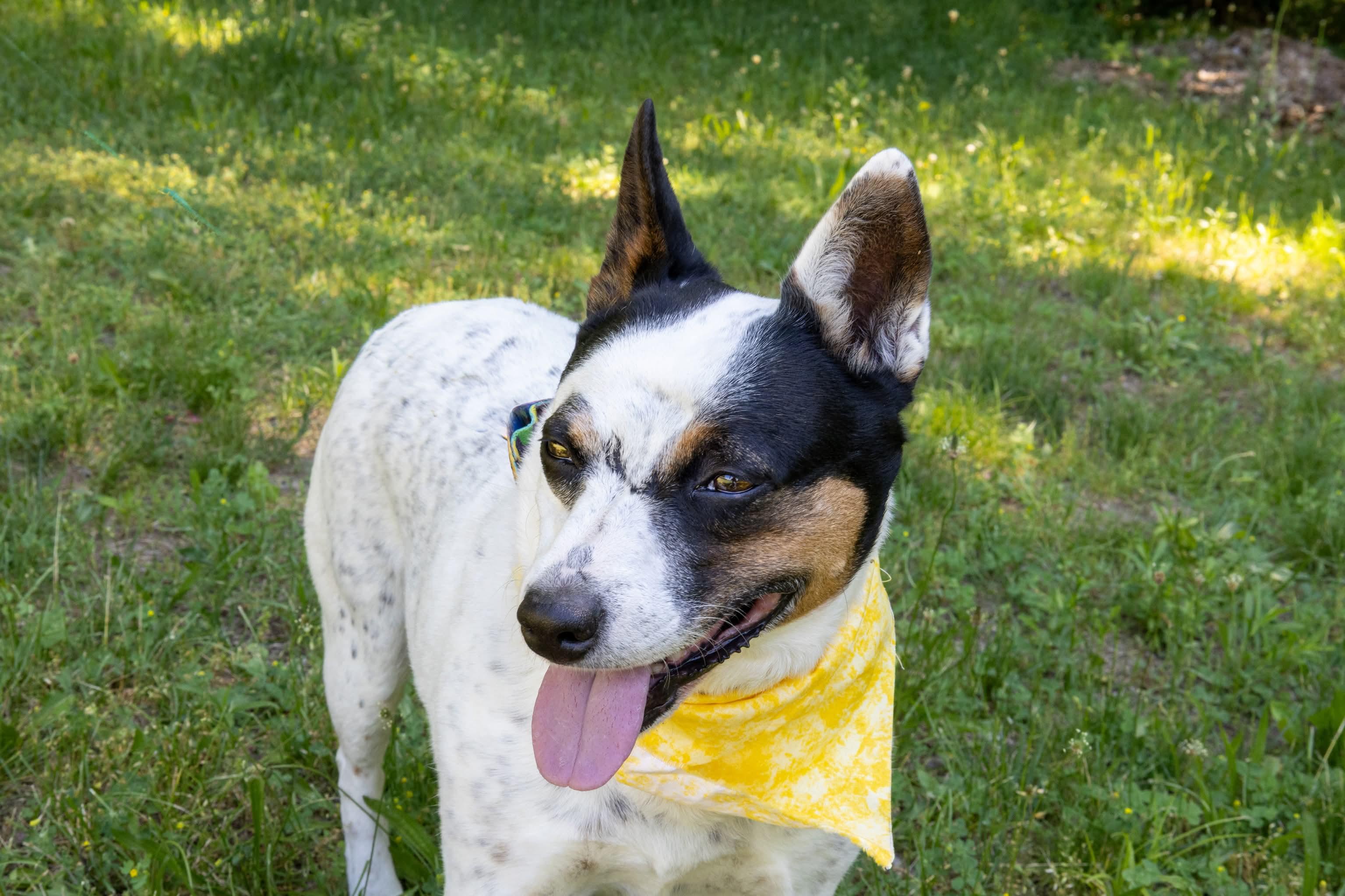 Cali , a Adoptable mixed breed in Argyle, NY image 5/6