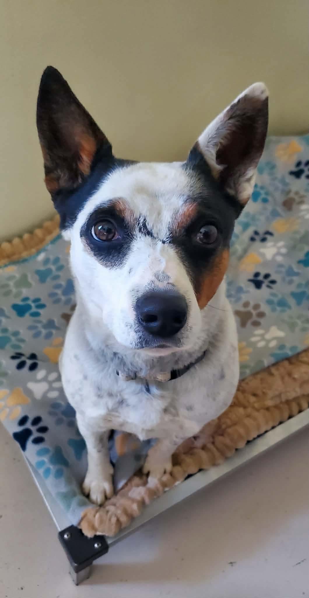 Enlarge Cali , a Adoptable Mixed Breed in Argyle, NY image 4/6